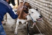 کشتارشبانه 70 گاو شیرده آبستن توسط مامور دولت!