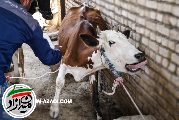 کشتارشبانه 70 گاو شیرده آبستن توسط مامور دولت!